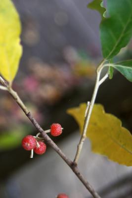 Elaeagnus umbellata (Autumn-olive), fruit, mature
