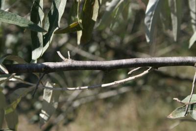 Elaeagnus angustifolia (Russian-olive), bark, twig