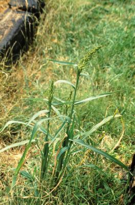 Echinochloa crus-galli (Barnyard Grass), habit, summer