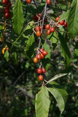 Elaeagnus umbellata (Autumn-olive), fruit, mature
