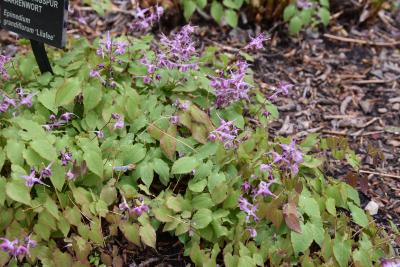 Epimedium grandiflorum 'Lilafee' (Lilafee Longspur Barrenwort), habit, spring