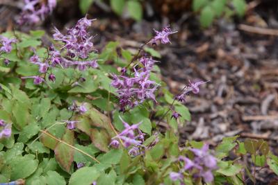 Epimedium grandiflorum 'Lilafee' (Lilafee Longspur Barrenwort), inflorescence