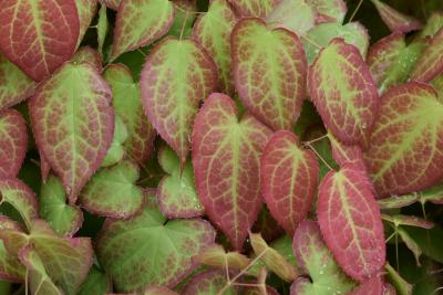 Epimedium ×rubrum (Red Barrenwort), leaf, summer