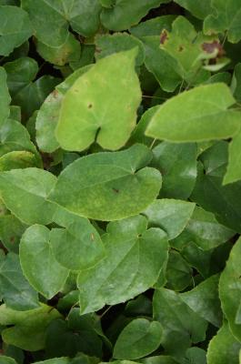Epimedium ×perralchicum 'Frohnleiten' (Frohnleiten Barrenwort), leaf, upper surface