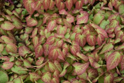 Epimedium ×rubrum (Red Barrenwort), leaf, spring