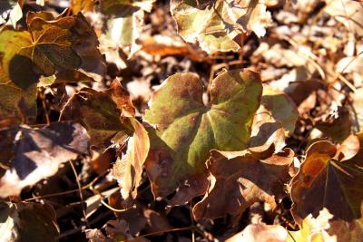 Epimedium ×perralchicum 'Frohnleiten' (Frohnleiten Barrenwort), leaf, spring