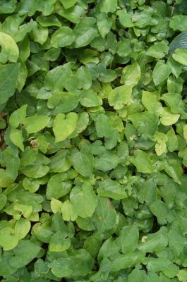 Epimedium ×perralchicum 'Frohnleiten' (Frohnleiten Barrenwort), leaf, summer