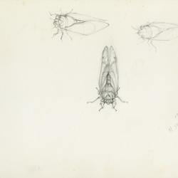 17 year locust study sketches [graphic] / N. Stieber.