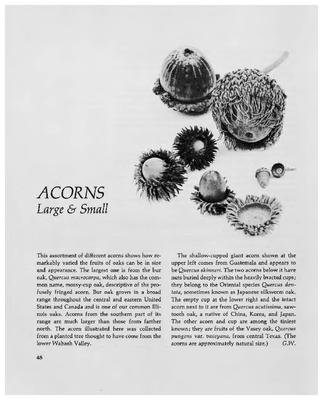 Acorns Large & Small