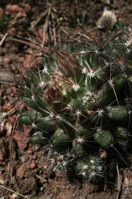 Escobaria vivipara (Pincushion Cactus), habit, spring