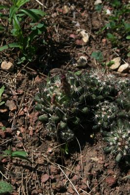 Escobaria vivipara (Pincushion Cactus), habit, summer