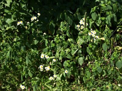 Erigeron annuus (Annual Fleabane), habit, spring
