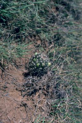 Escobaria vivipara (Pincushion Cactus), fruit, immature, habit, fall