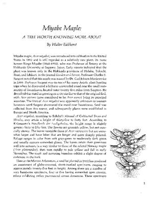 Miyabe Maple: A Tree Worth Knowing More About