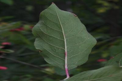 Euonymus atropurpureus (Wahoo), leaf, lower surface