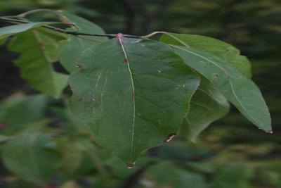 Euonymus atropurpureus (Wahoo), leaf, upper surface