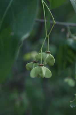 Euonymus atropurpureus (Wahoo), fruit, immature