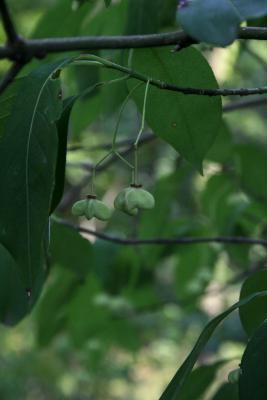 Euonymus atropurpureus (Wahoo), fruit, immature
