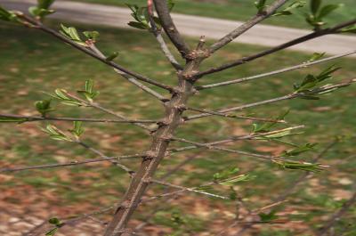 Euonymus europaeus 'Redcap' (Redcap Spindle-tree), bark, branch