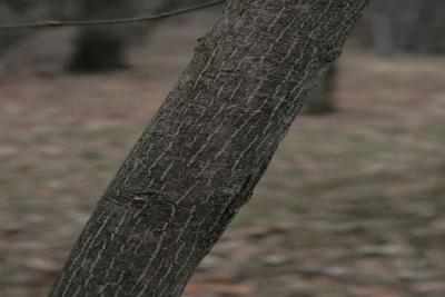Euonymus atropurpureus (Wahoo), bark, trunk