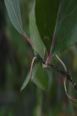 Euonymus atropurpureus (Wahoo), bud, vegetative
