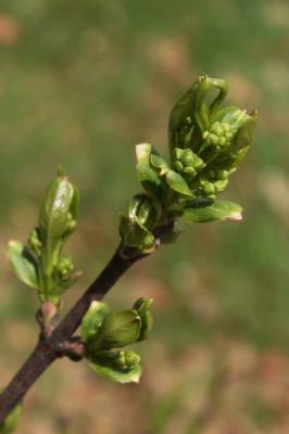 Euonymus europaeus 'Redcap' (Redcap Spindle-tree), bud, flower, leaf, spring