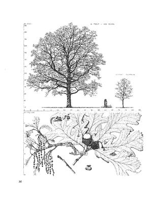 Bur Oak, Quercus macrocarpa: Beech Family (Fagaceae)
