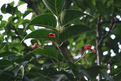 Euscaphis japonica (Euscaphis), fruit, mature