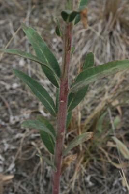 Euphorbia corollata (Flowering Spurge), bark, stem