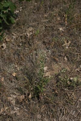 Euphorbia corollata (Flowering Spurge), habit, summer