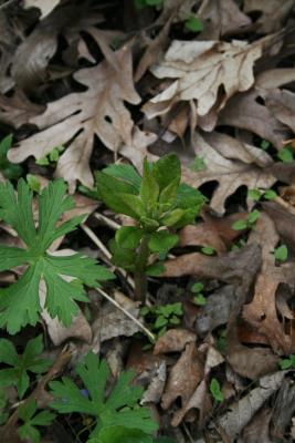 Eutrochium maculatum (Spotted Joe Pye Weed), habit, spring