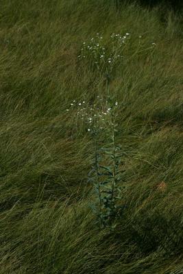 Euphorbia corollata (Flowering Spurge), habitat, habit, summer