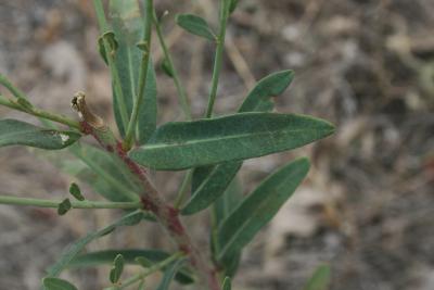 Euphorbia corollata (Flowering Spurge), leaf, upper surface