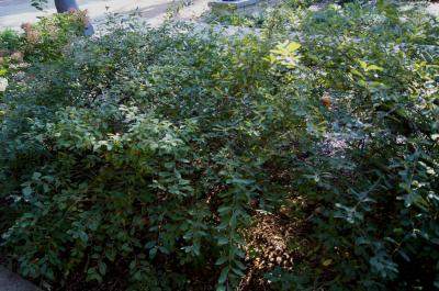 Exochorda ×macrantha 'The Bride' (The Bride Pearlbush PP1506), habit, fall