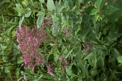 Eutrochium maculatum (Spotted Joe Pye Weed), habit, summer