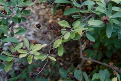Exochorda ×macrantha 'The Bride' (The Bride Pearlbush PP1506), leaf, fall