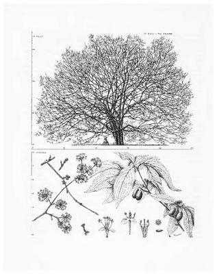 Cornelian Cherry Dogwood, Cornus mas: Dogwood Family (Cornaceae)