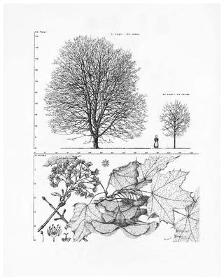 Norway Maple, Acer platanoides: Maple Family (Aceraceae)