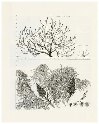 Rhus typhina L. dissecta Rehd. Cutleaf Staghorn Sumac: (Anacardiaceae) Cashew Family