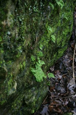 Cystopteris fragilis (Fragile Fern), habitat