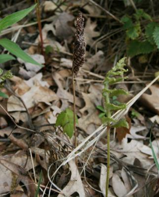 Onoclea sensibilis (Sensitive Fern), fertile, frond