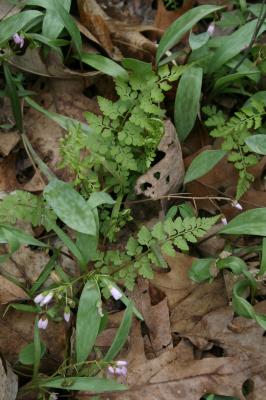 Cystopteris fragilis (Fragile Fern), habit, spring, leaf