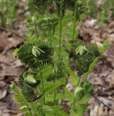 Osmunda claytoniana (Interrupted Fern), habit, spring, leaf, fertile
