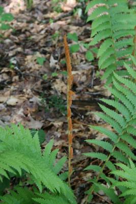 Osmunda cinnamomea (Cinnamon Fern), leaf, fertile