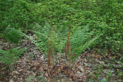 Osmunda cinnamomea (Cinnamon Fern), habit, summer, leaf, fertile