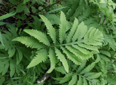 Onoclea sensibilis (Sensitive Fern), leaf, upper surface