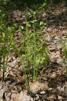 Osmunda claytoniana (Interrupted Fern), habit, spring, leaf, fertile