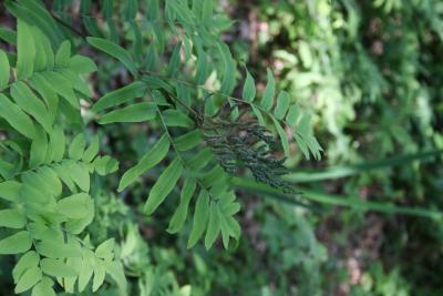 Osmunda regalis var. spectabilis (Royal Fern), leaf, fertile