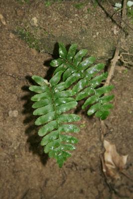 Polystichum acrostichoides (Christmas Fern), habit, summer