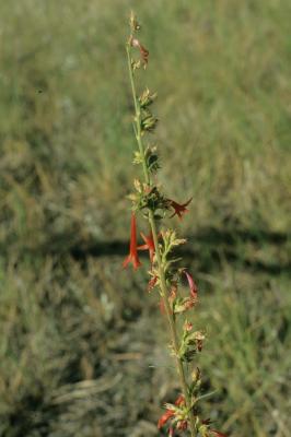 Ipomopsis aggregata (Scarlet Gilia), inflorescence